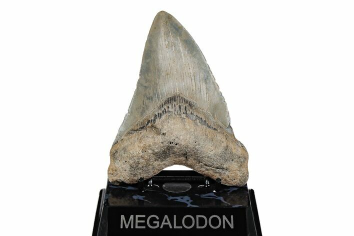 Serrated, 5.08" Fossil Megalodon Tooth - North Carolina